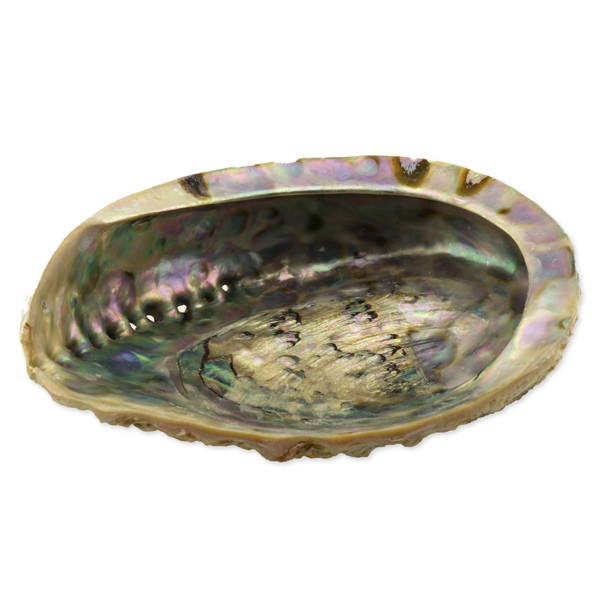 Shell soap dish Ø 15-18cm 