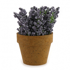 Lavender in a pot 