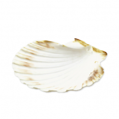 Muschel Seifenablage Ø 13-16cm 